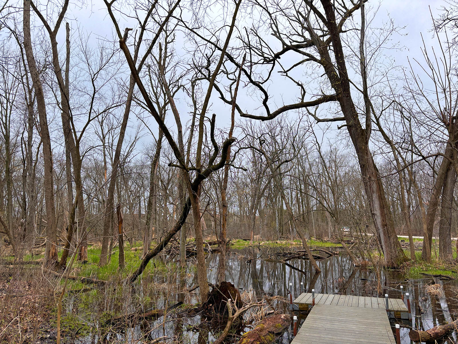 boardwalk at ephemeral pond