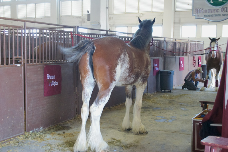 horse butts at fair