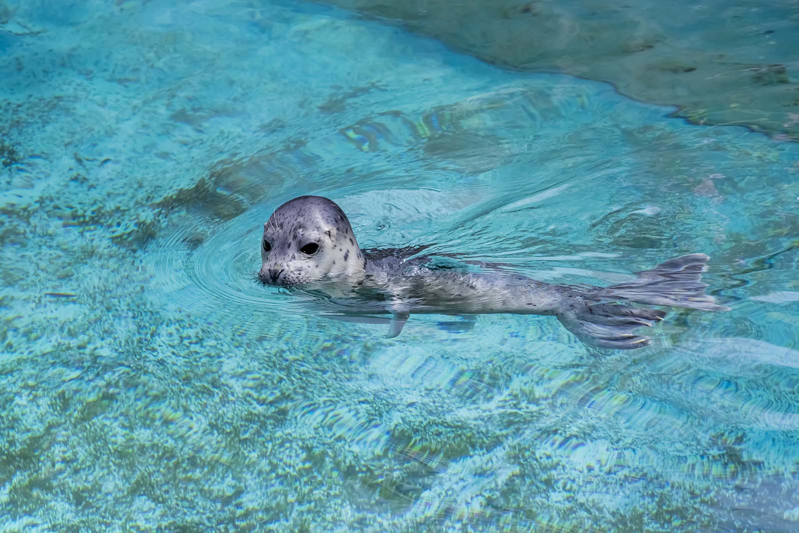 baby seal