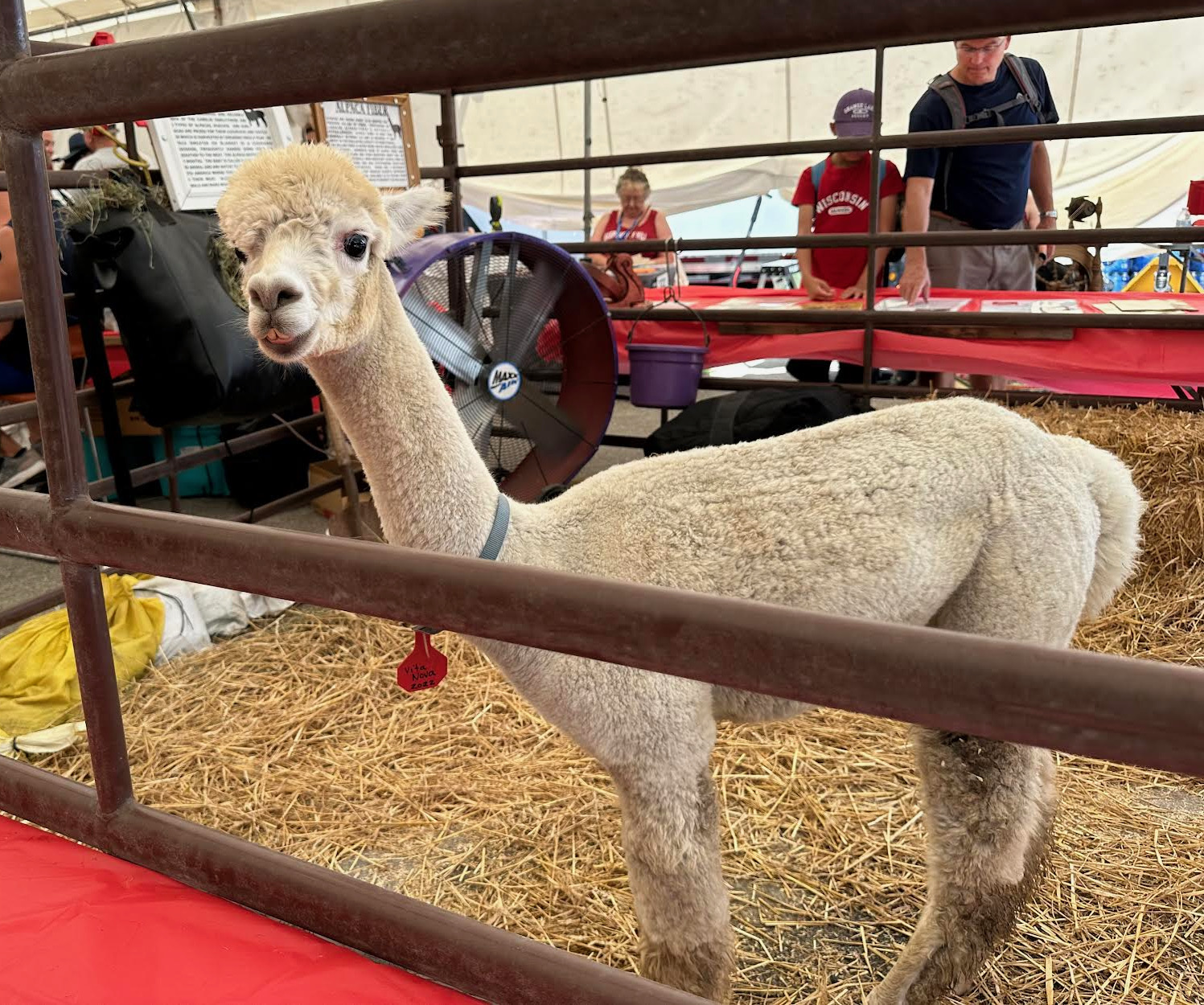 state fair shopping