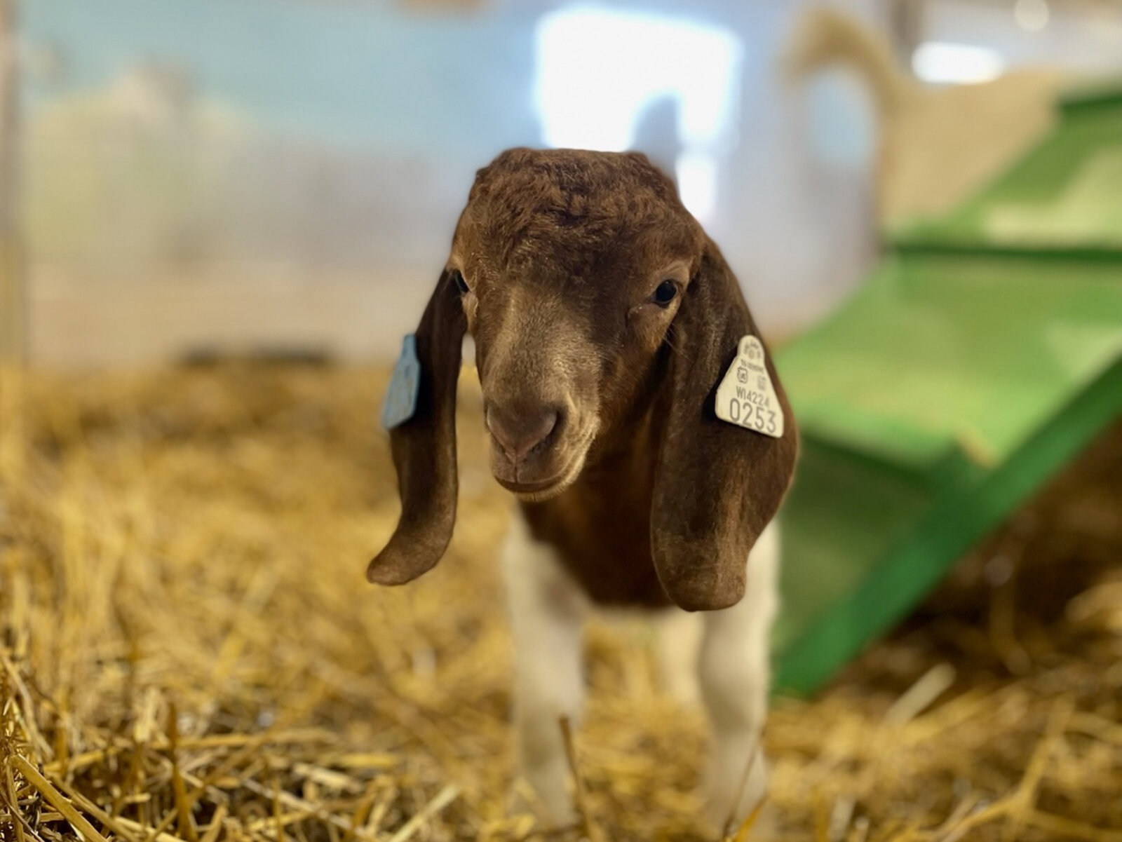 Cute goat at State Fair