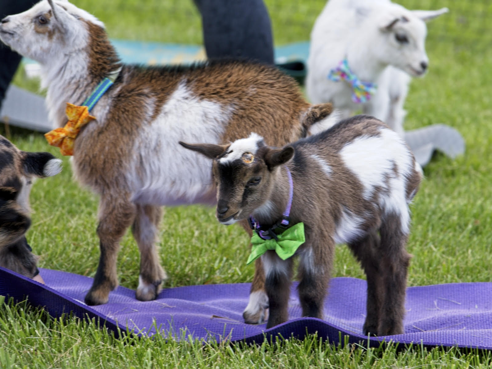 goat yoga