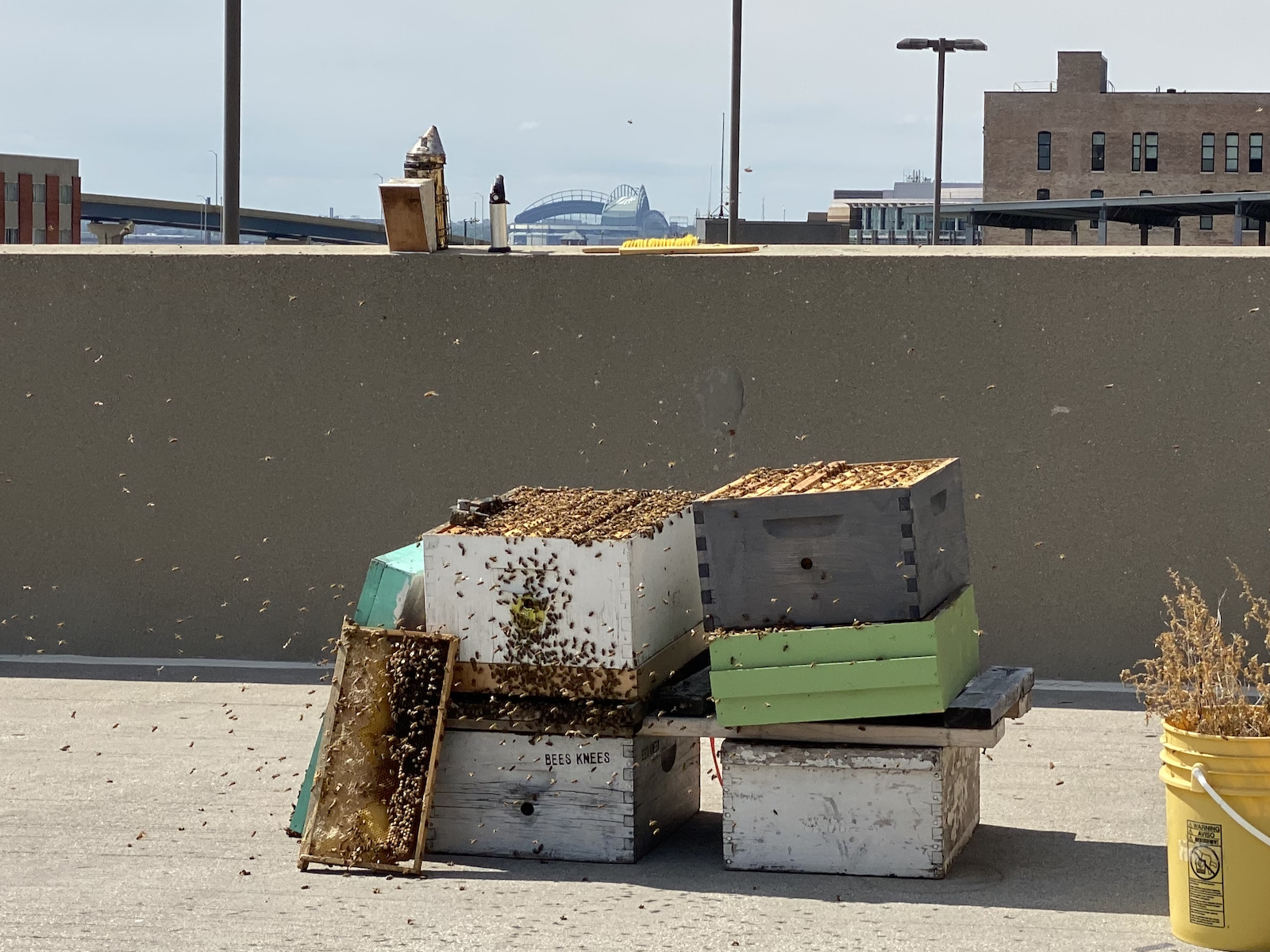 One of the hives on the Milwaukee Chophouse Rooftop