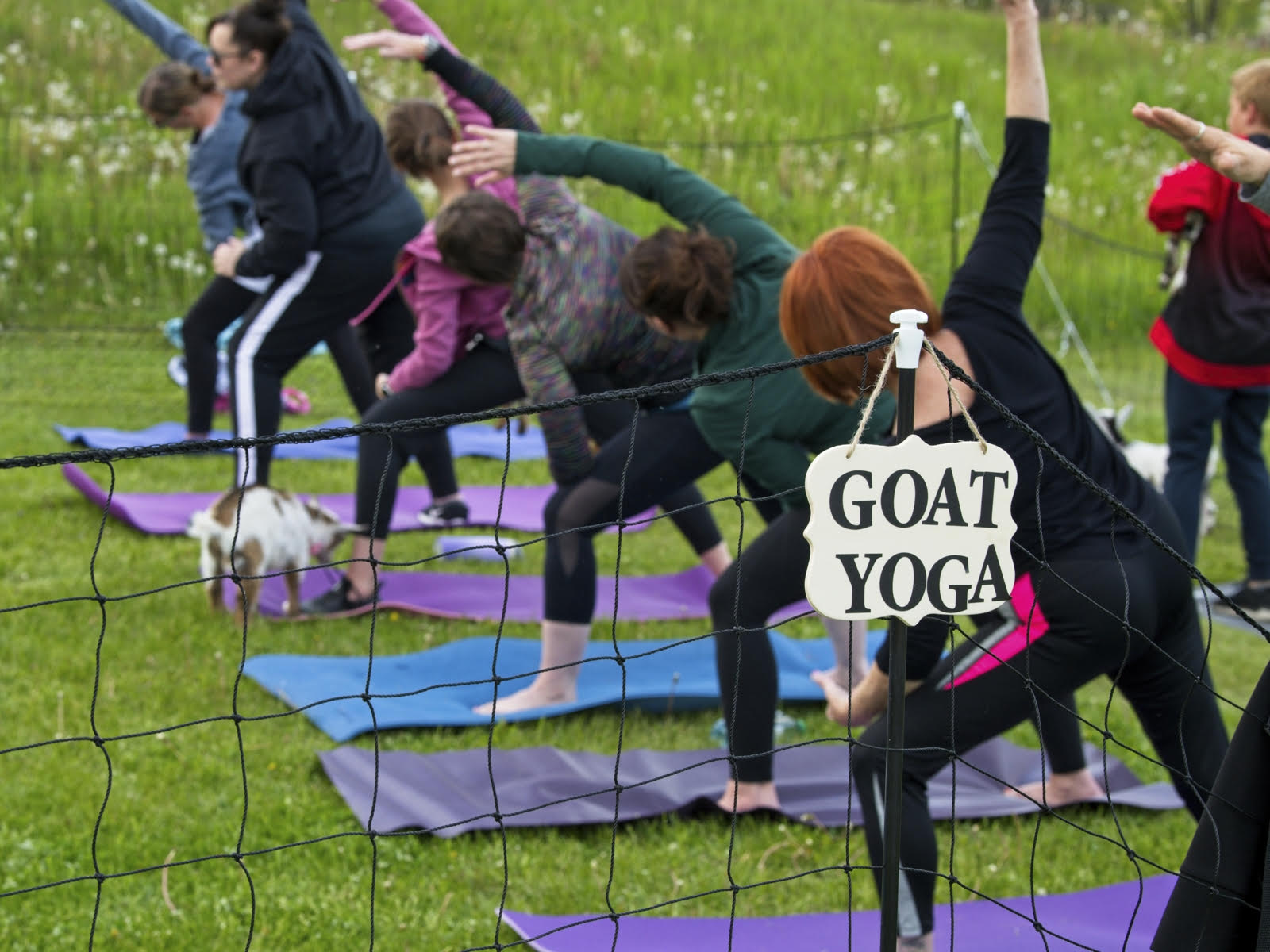 goat yoga