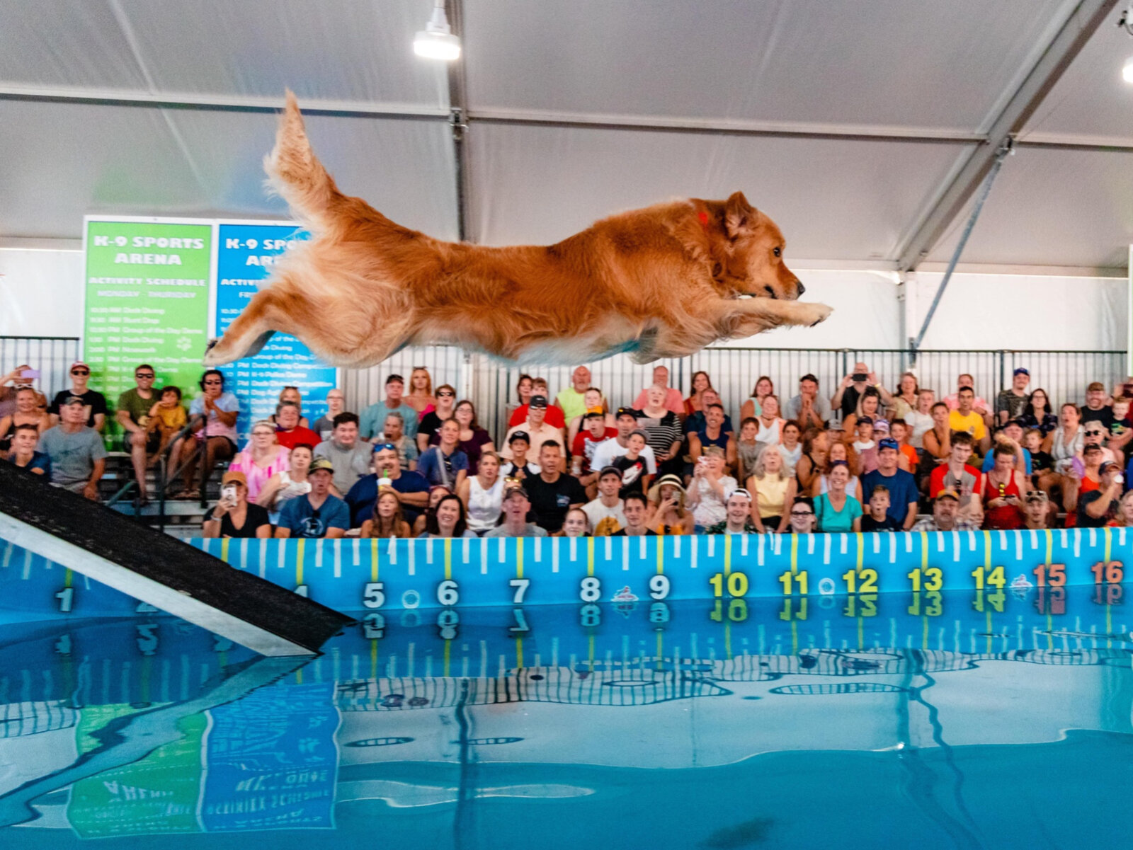 Dock diving at the State Fair