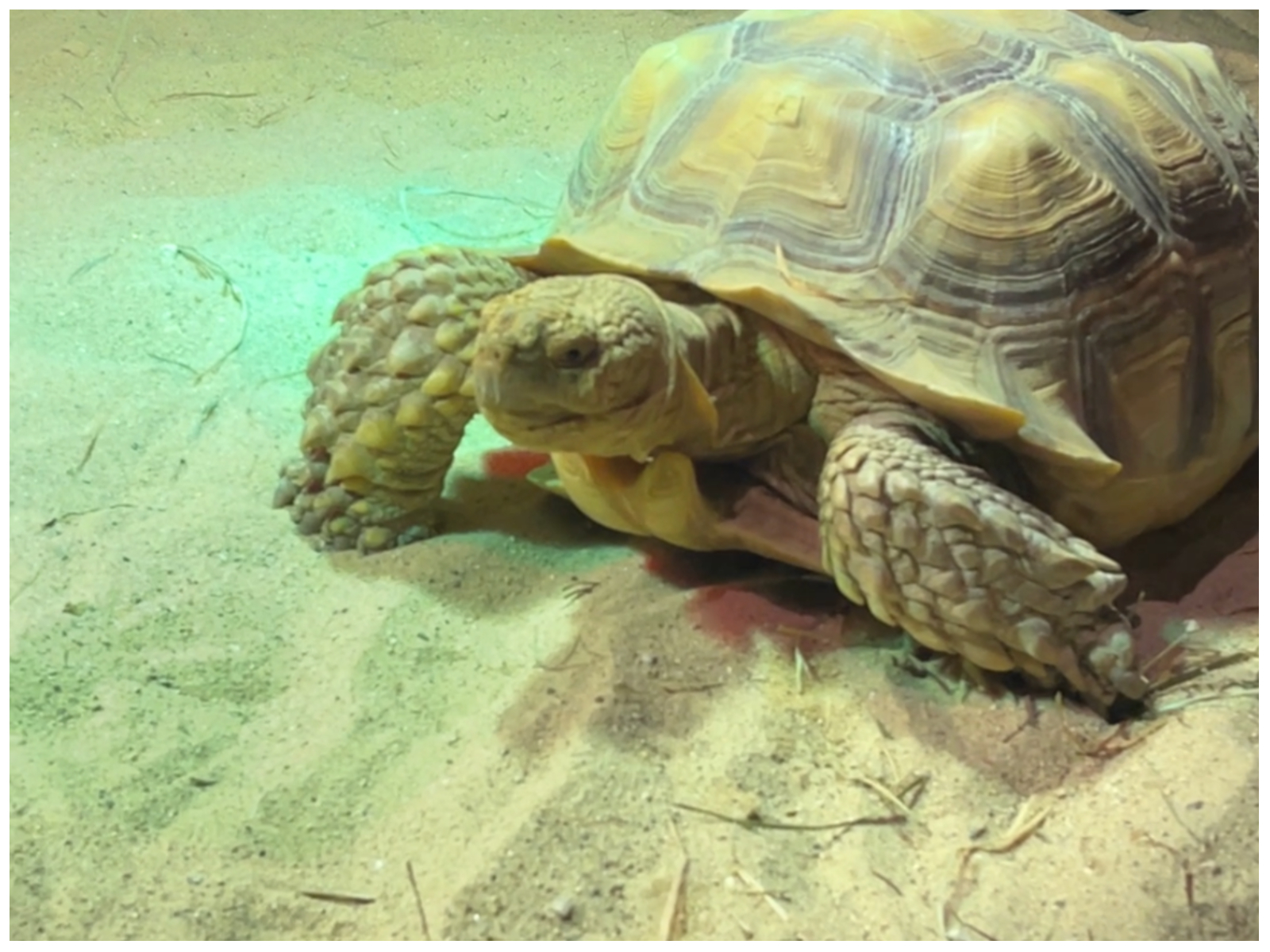 African spurred tortoise