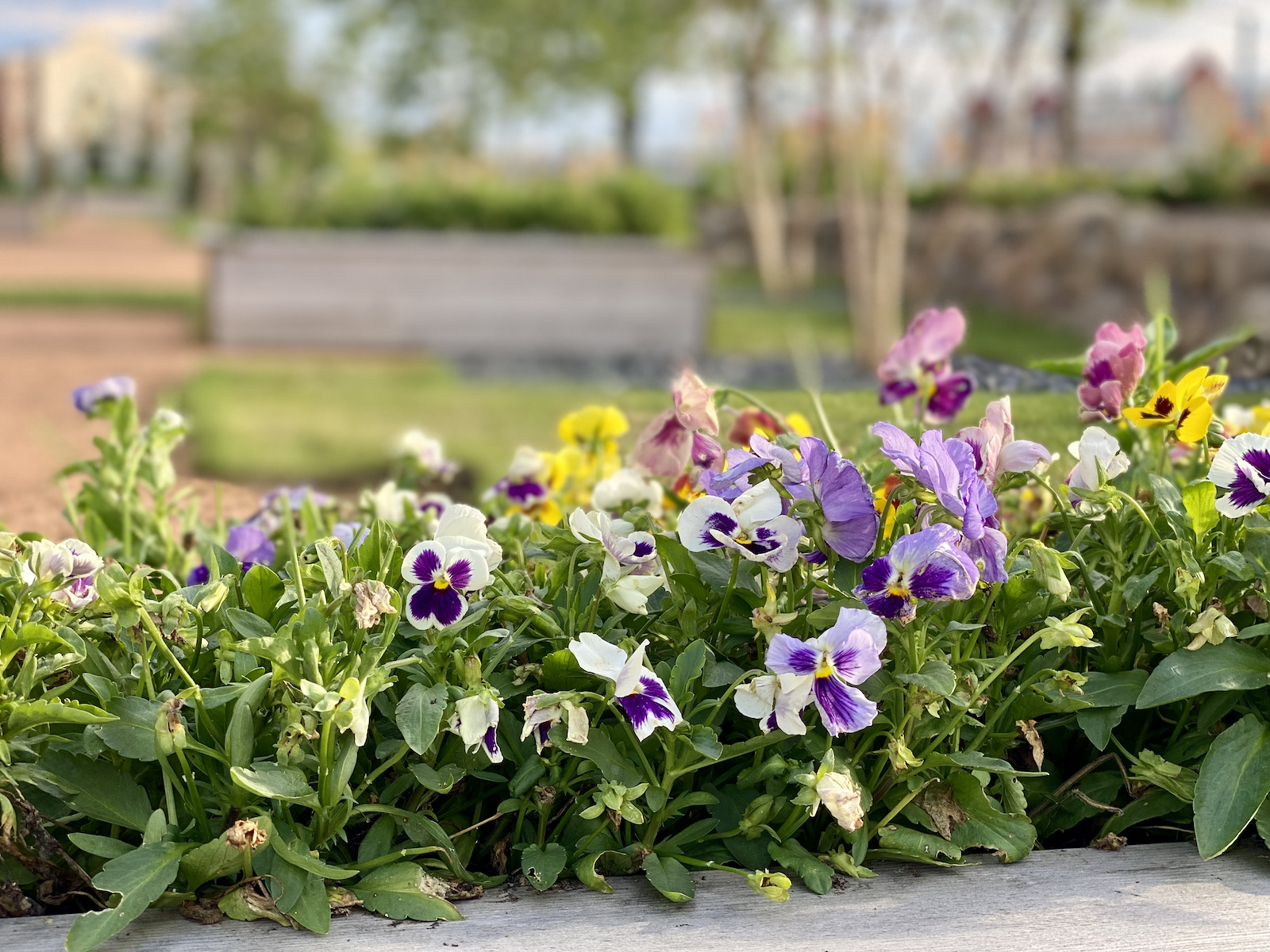 Edible flowers in Chefs' Garden at Eldr+Rime