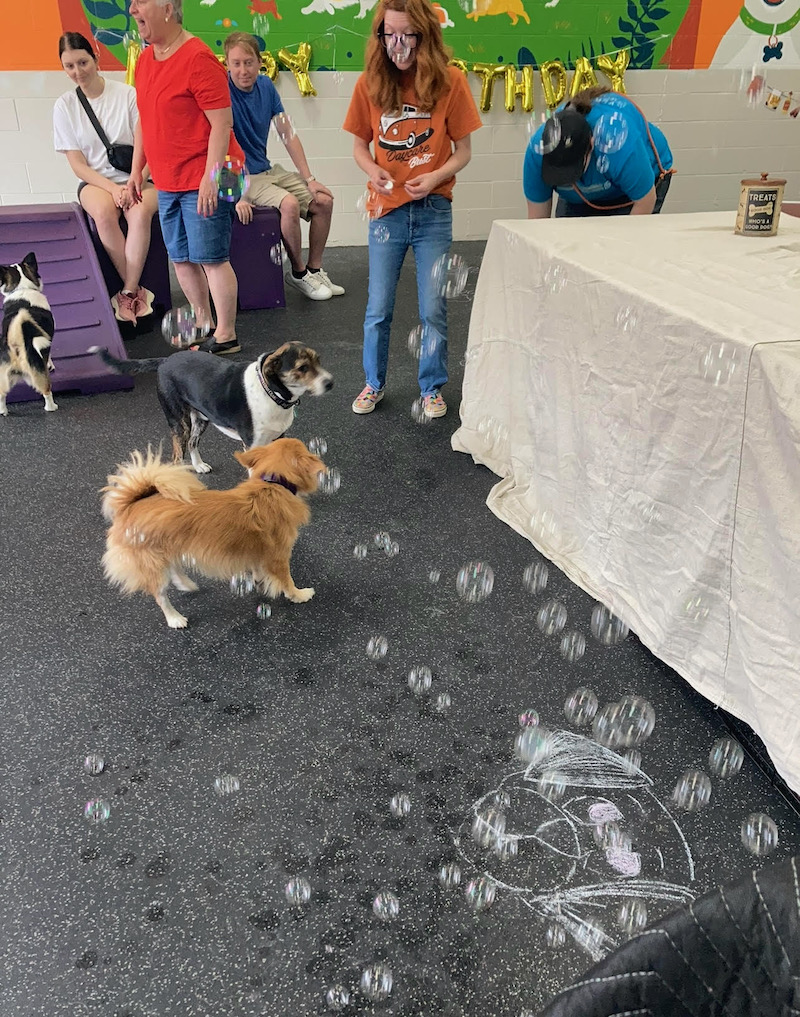 dog party