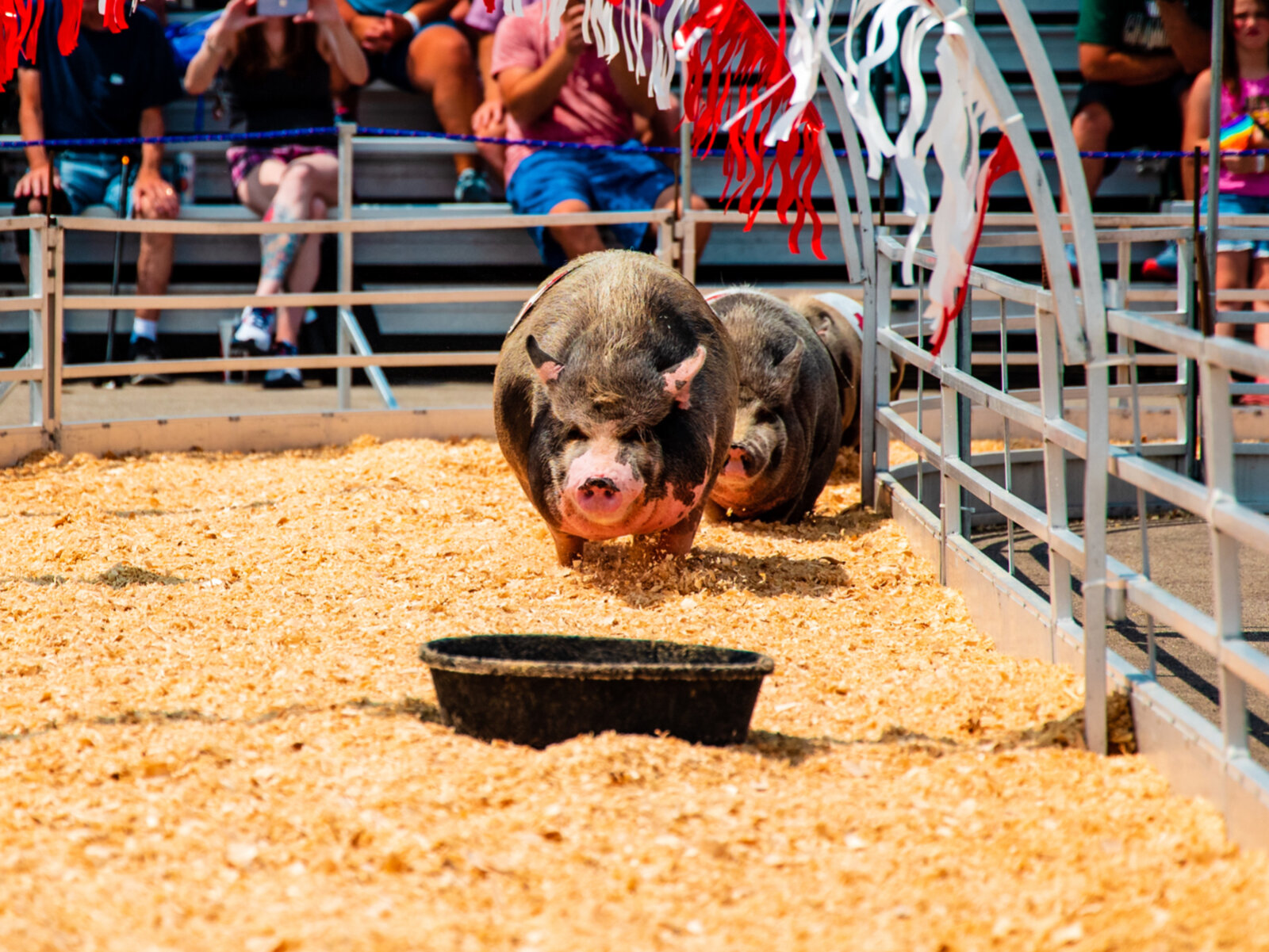 Pig races at the State Fair