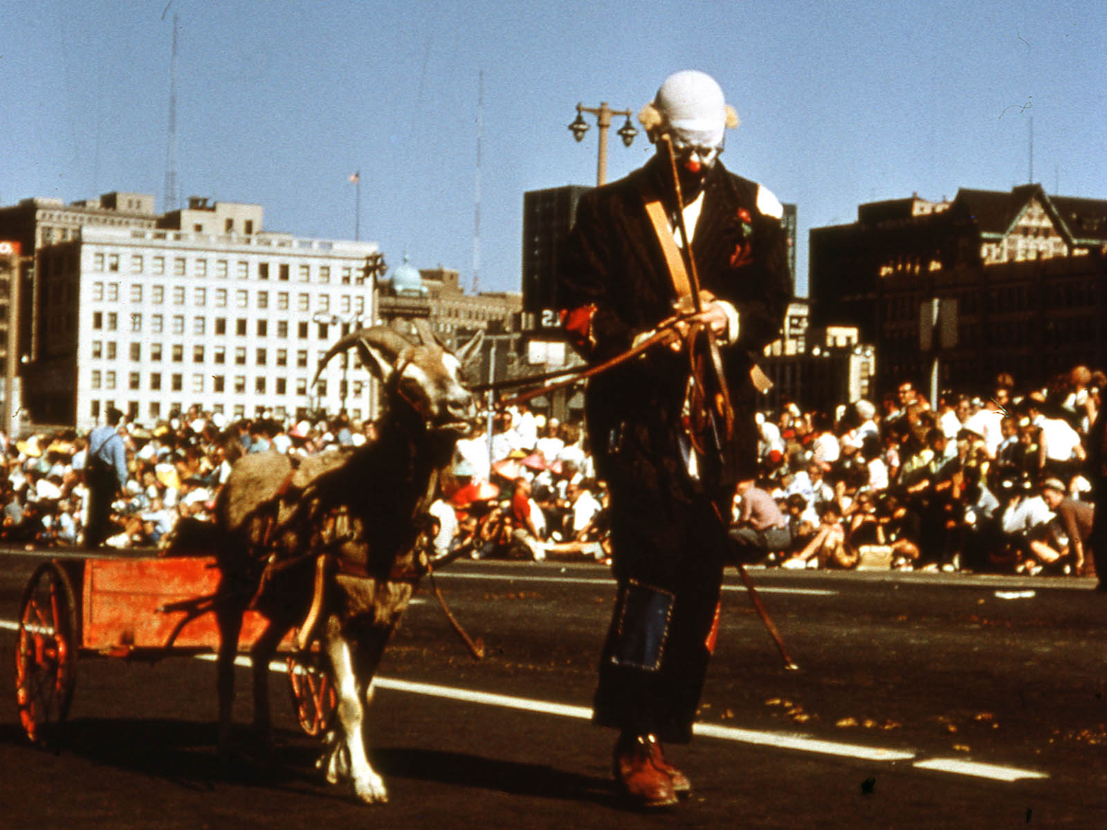 parade goat