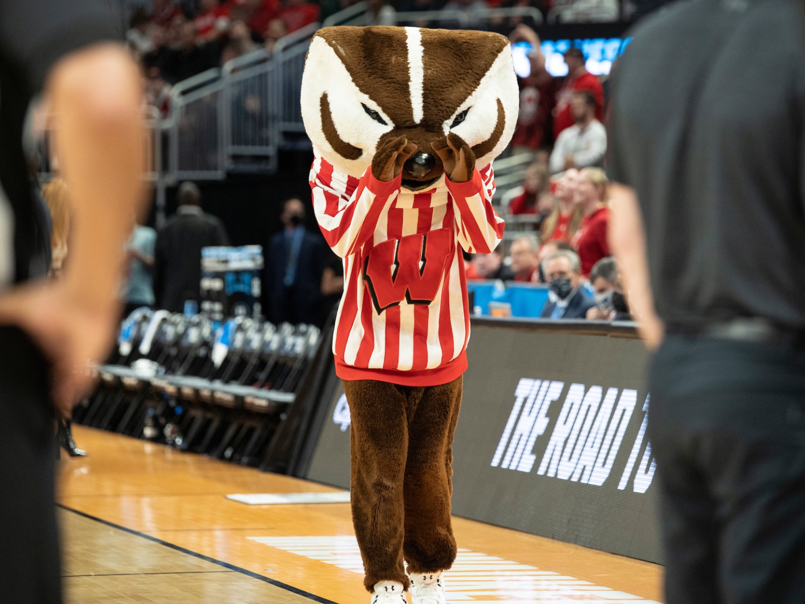 Bucky Badger