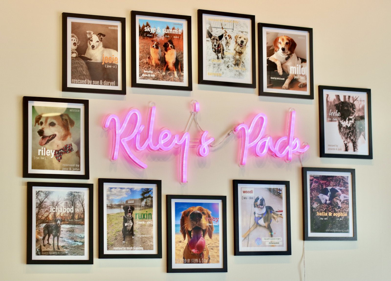 Wall of dog photos