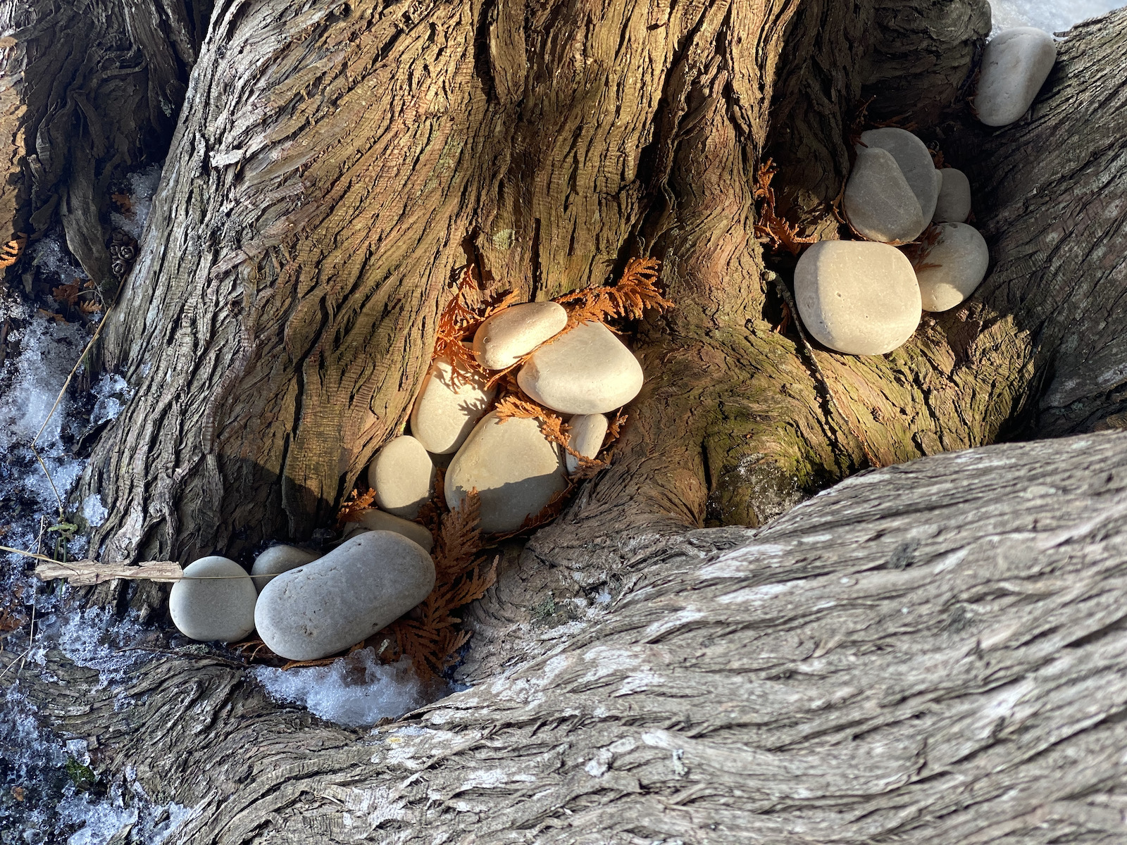 Limestone pebbles under a tree