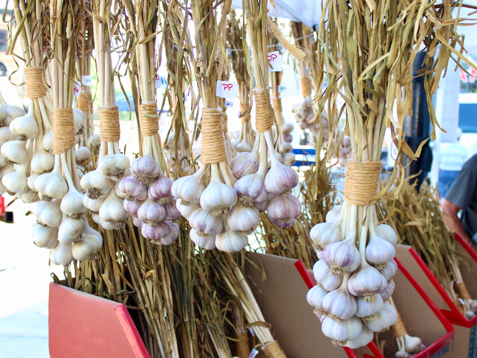 Garlic hanging at market