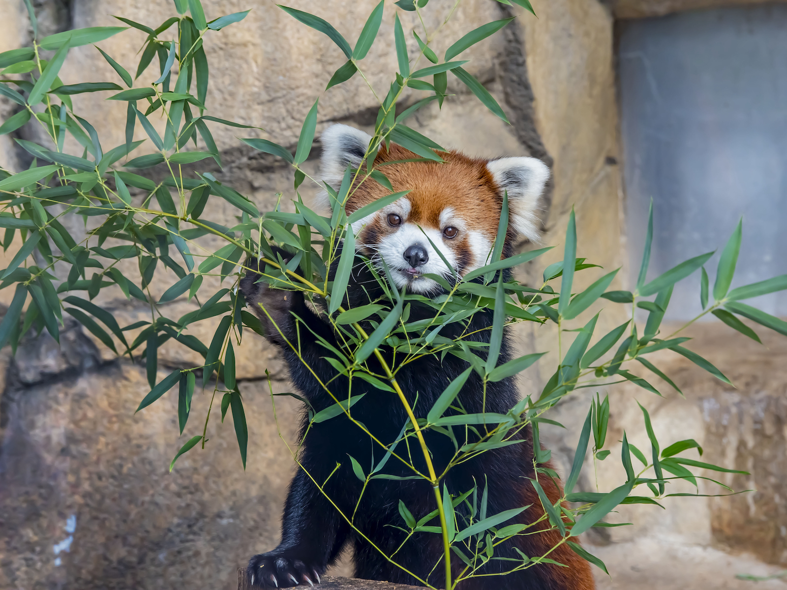 Keep your eye out for the red panda!