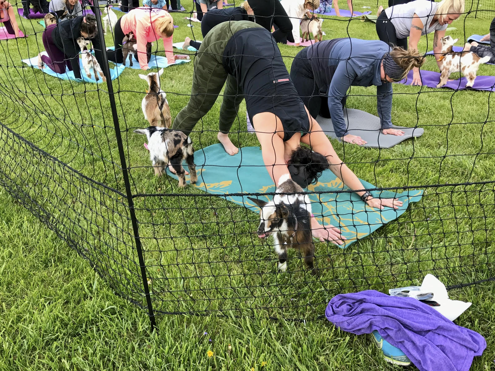 goat yoga