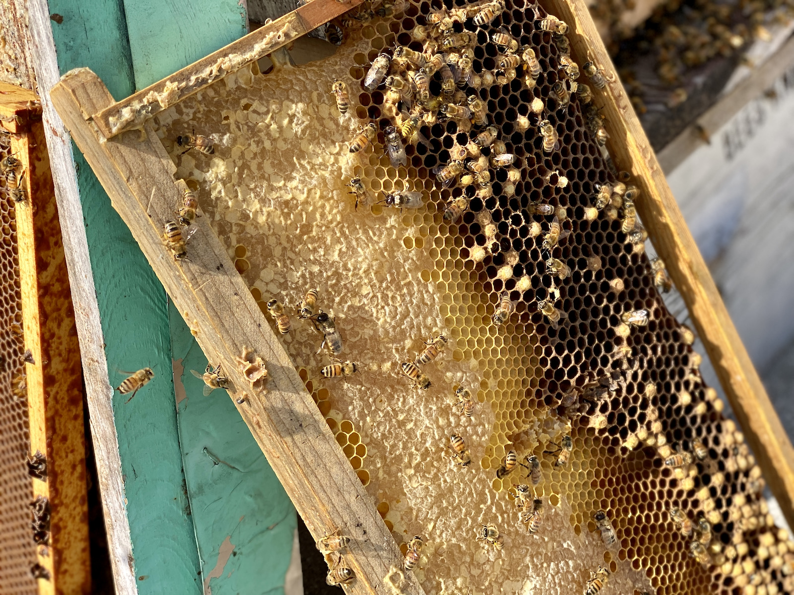 Photo of bees and honeycomb in hive