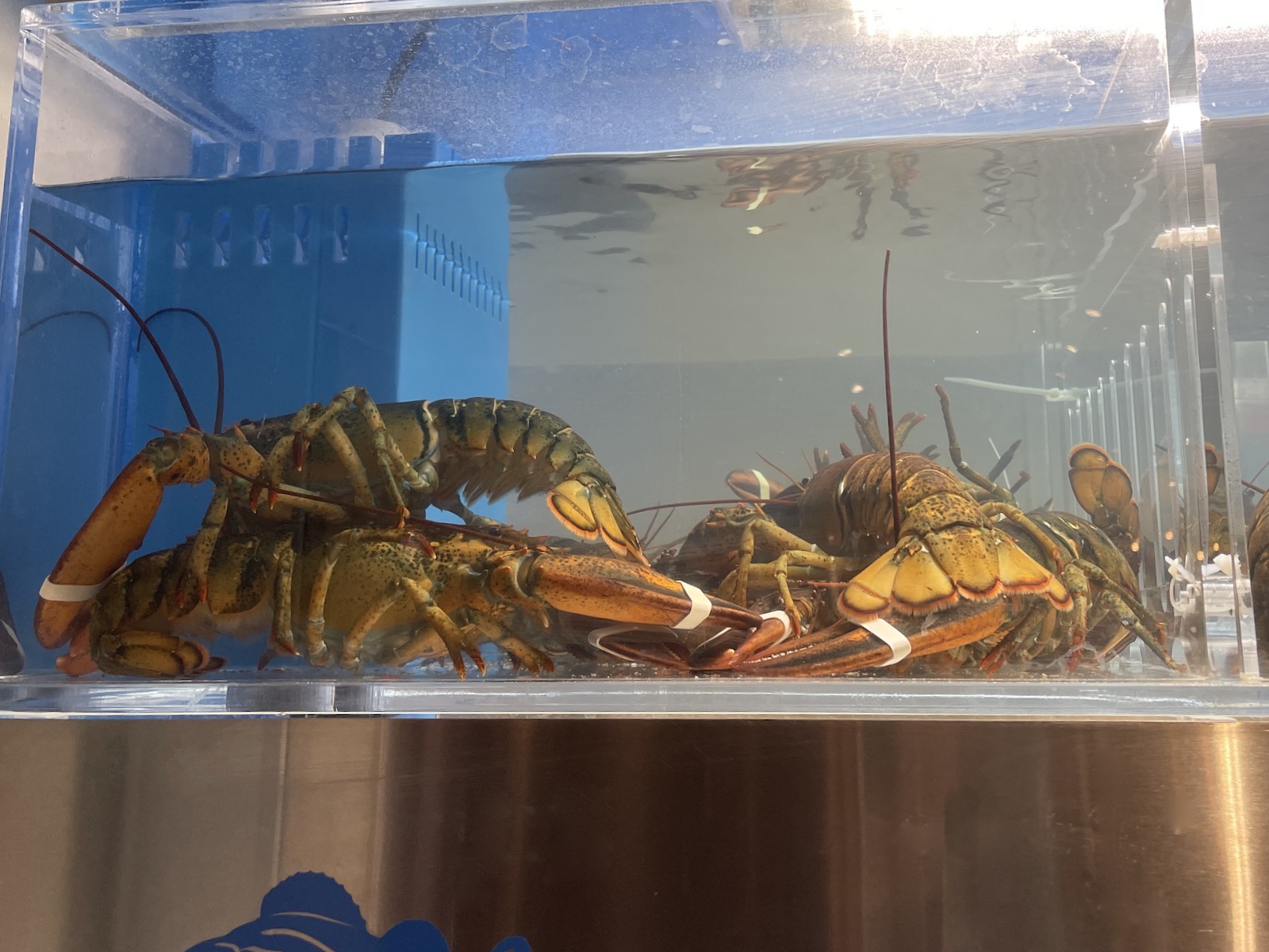 Lobster tank