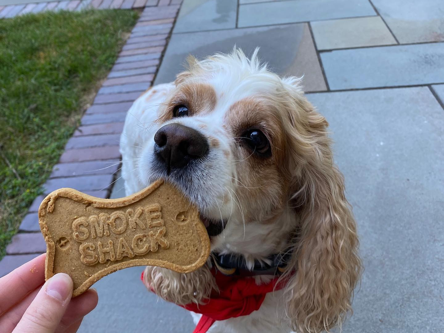 Dog with Smoke Shack treat