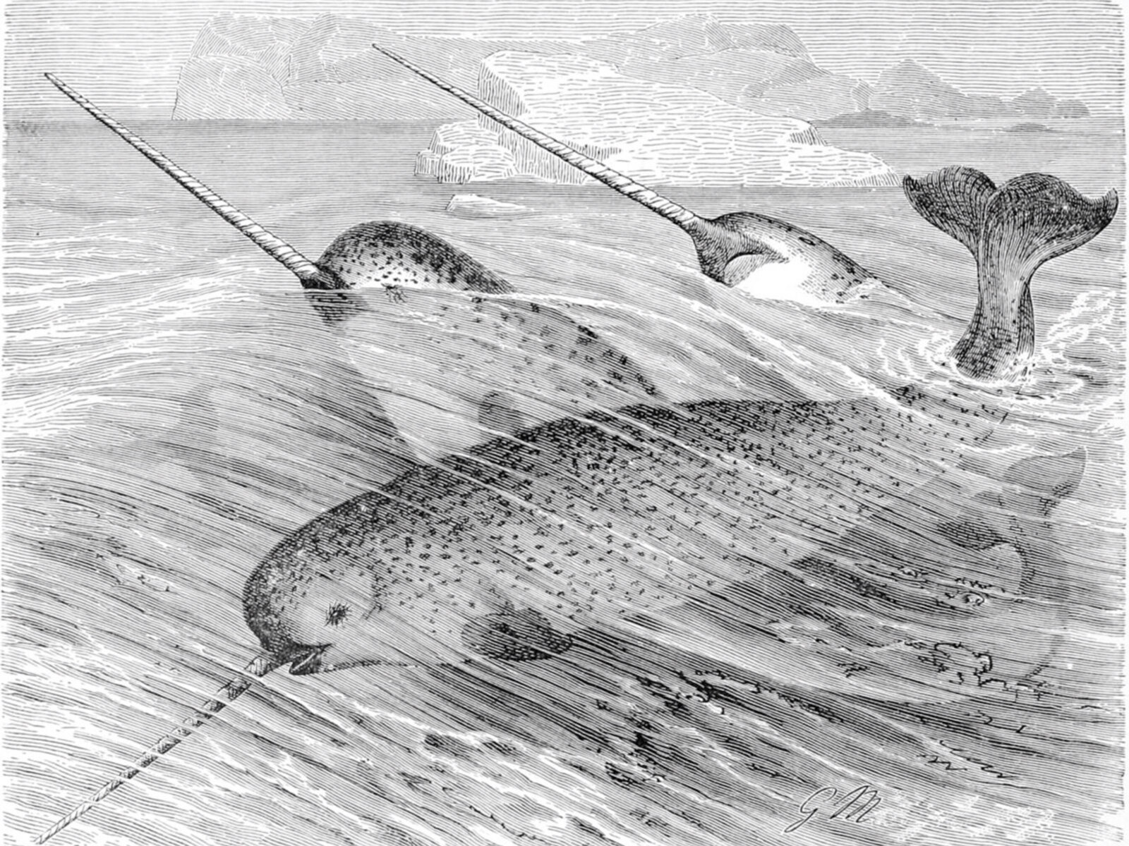 New narwhal exhibit splashes down at the Milwaukee Public Museum
