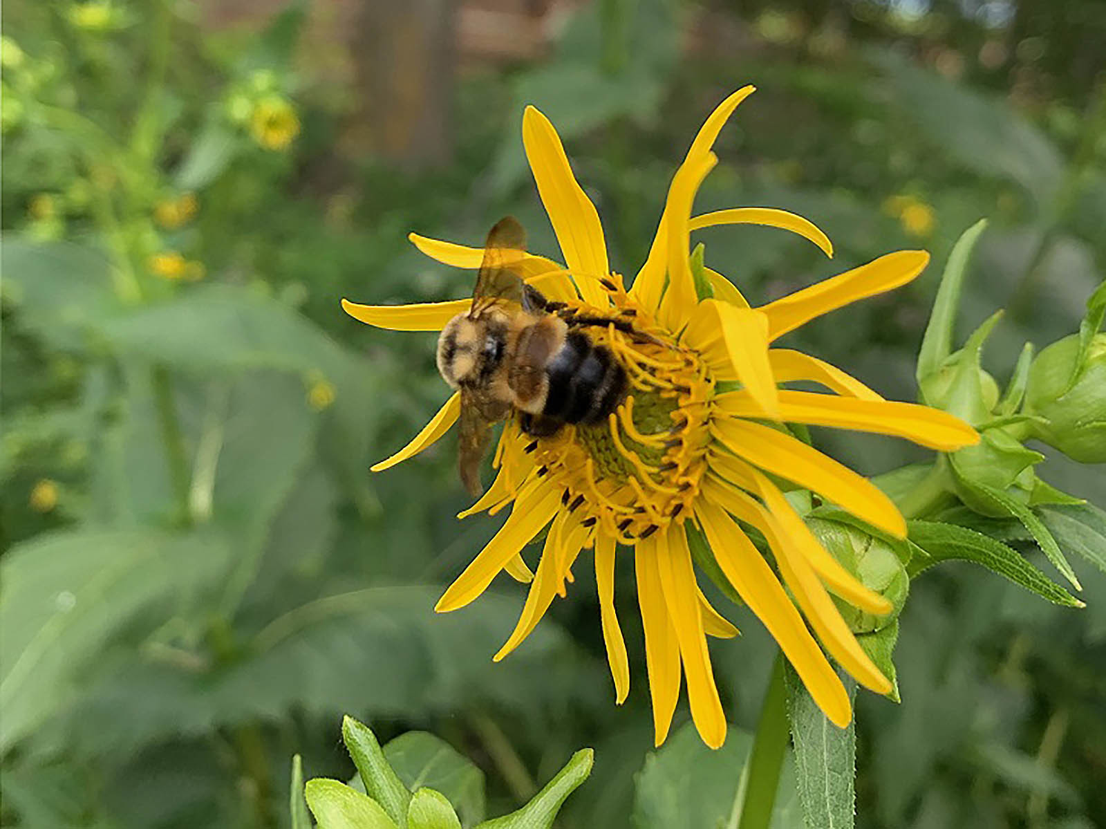 Two-Spotted Bumble Bee – Bumble Bees of Wisconsin – UW–Madison