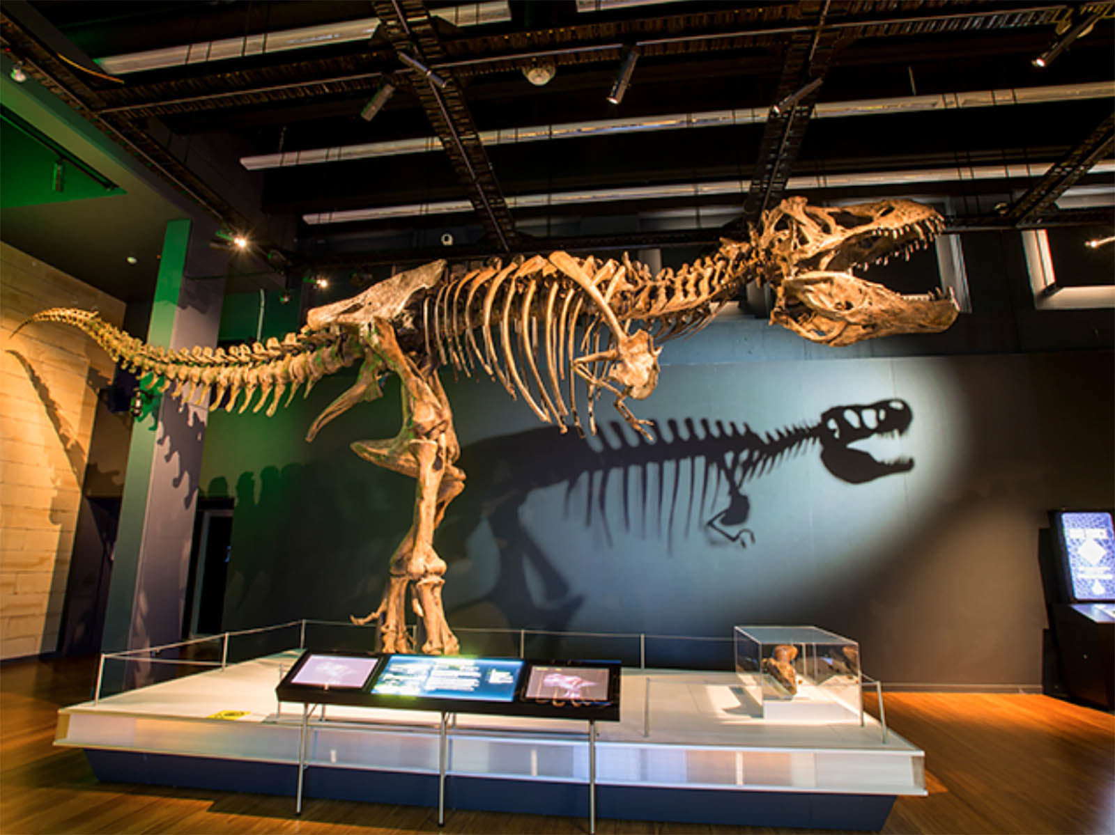 Meet the entire tyrannosaurs family in new dino show at Public Museum