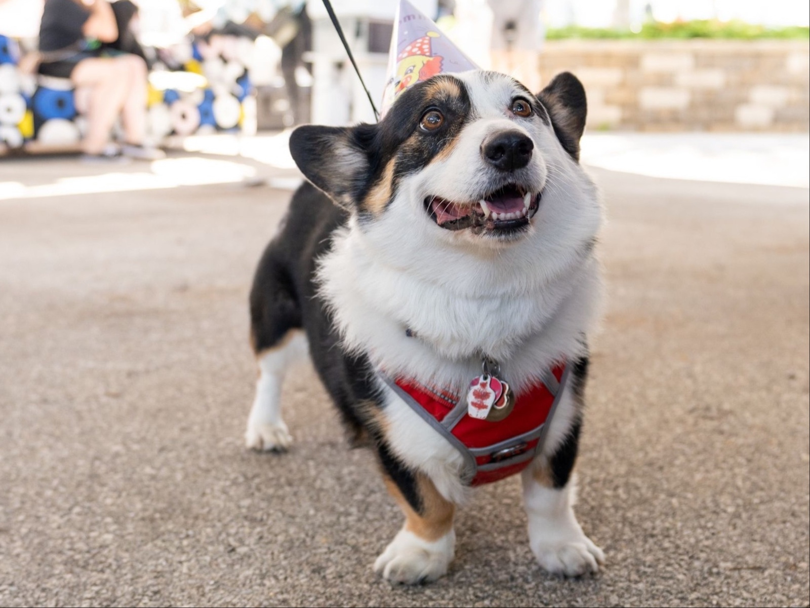 10 tail-wagging reasons to attend Fromm Petfest this weekend