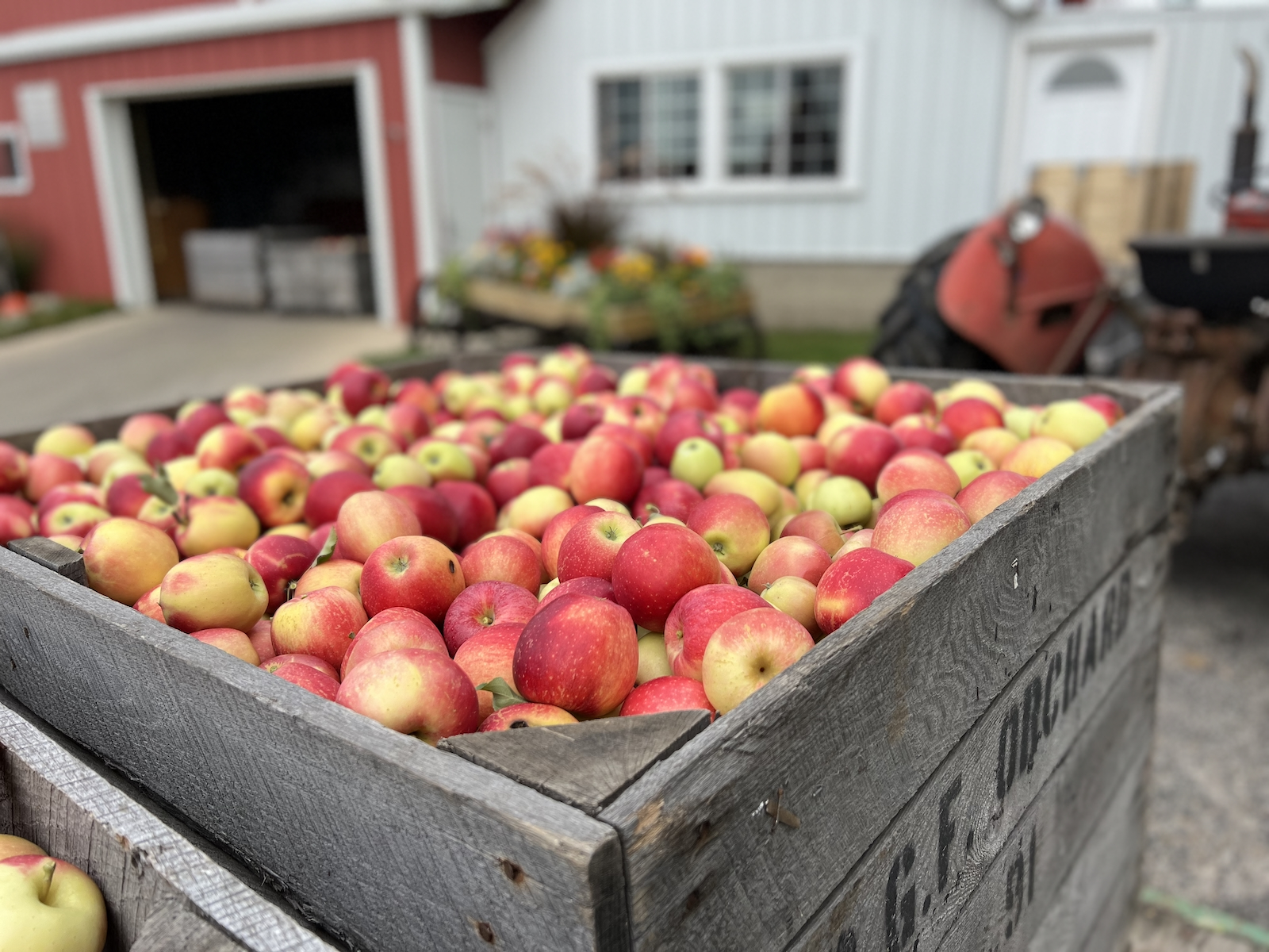 Falling for apples