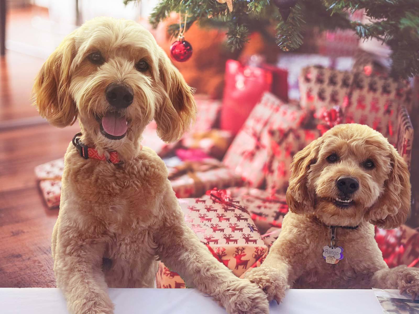 The Right Way to Gift a Puppy This Holiday Season