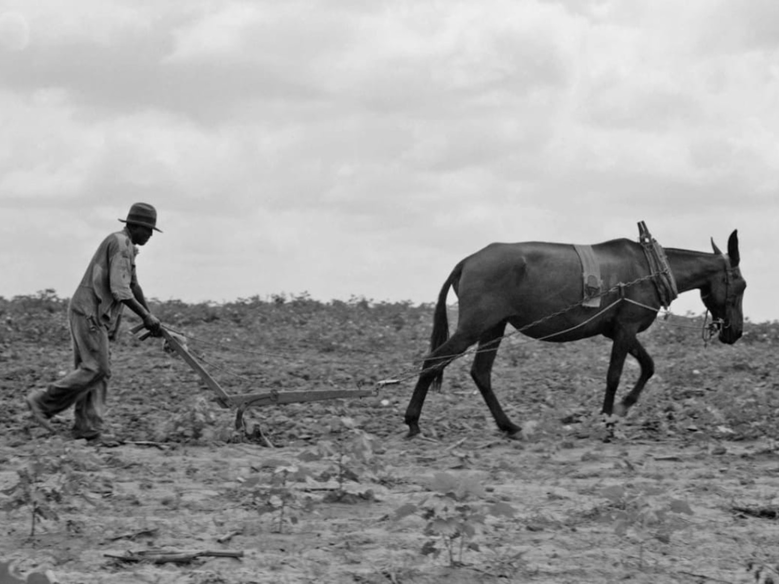 The meaning behind "40 acres and a mule"