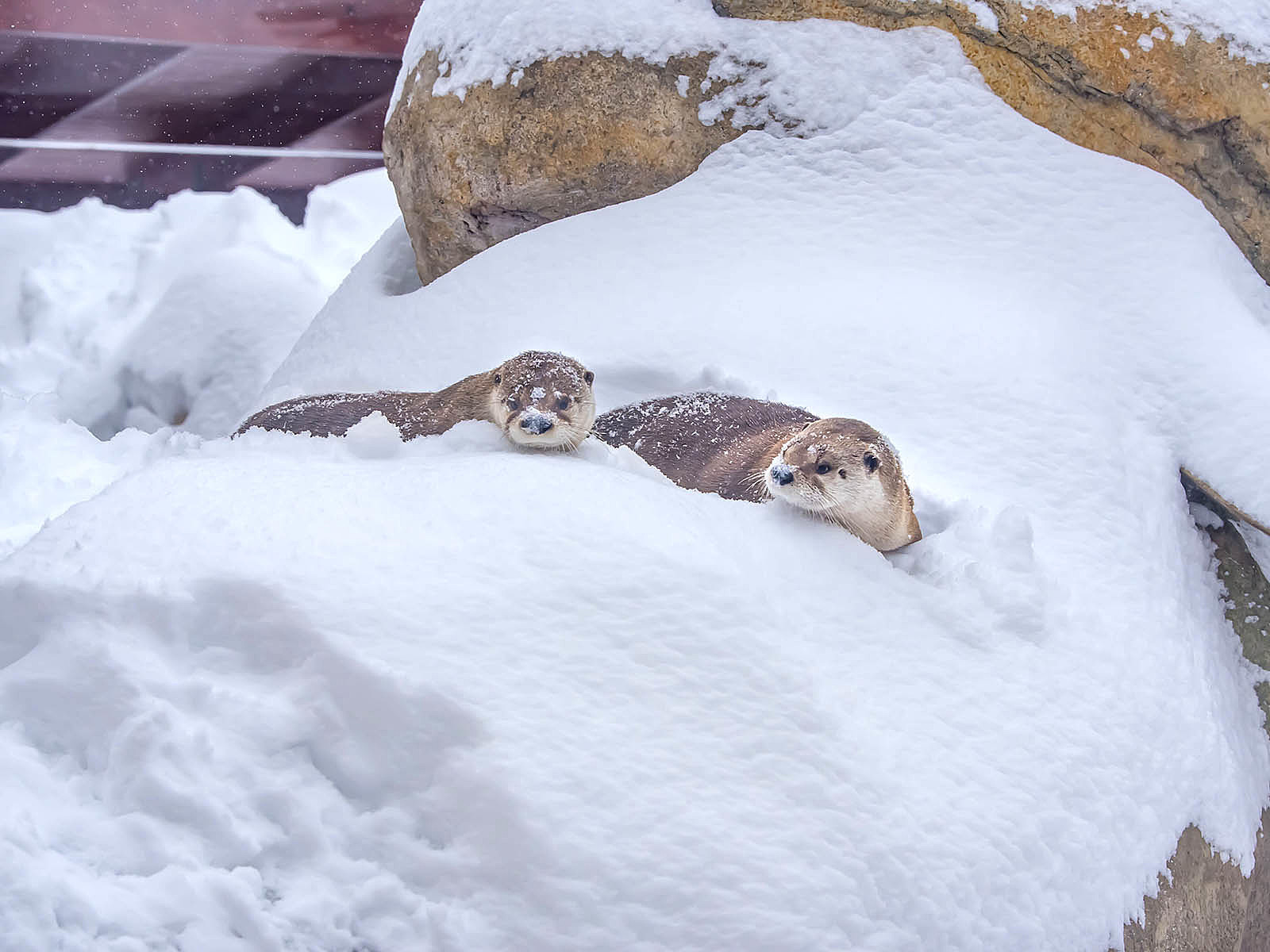 Zoo announces 2021 family free days