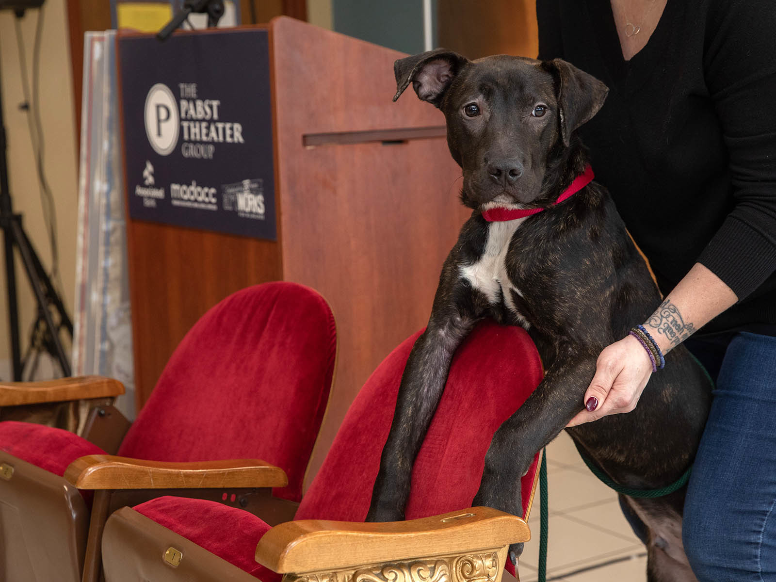 Sale of Pabst Theater seats raises 60,000 for MADACC & ArtWorks