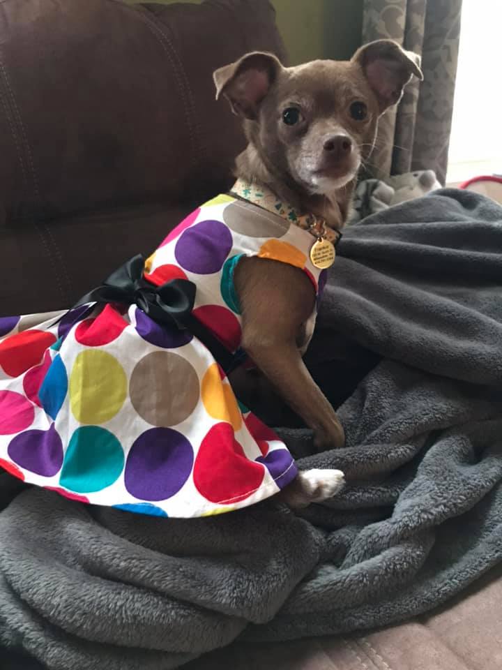 Chihuahua