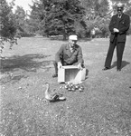 Ællinger på Ringgaden