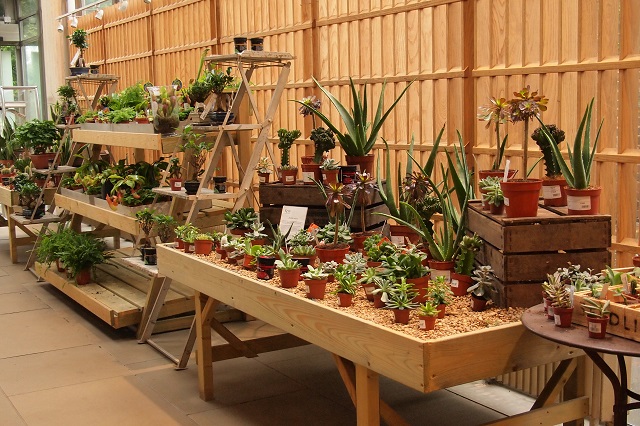 都市園藝 新顯學 逛花市 農夫市集 是最佳的都市療癒 郭瓊瑩 郭瓊瑩 獨立評論