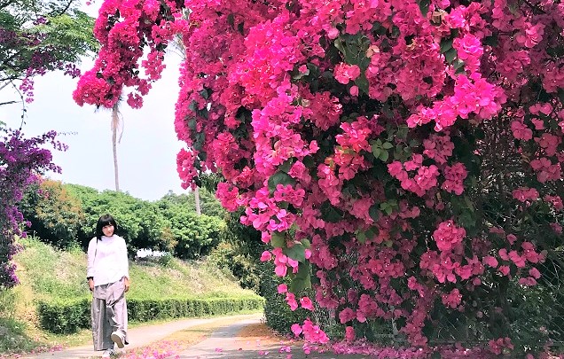 春遊賞花去 一株 網紅 九重葛 與每個人心中的那棵植物 Sheree Chuang Jun 幸福經濟學 獨立評論