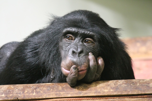 政治家與黑猩猩 靈長類社會中的階級與權力慾望 法蘭斯 德瓦爾 Frans De Waal 獨評讀好書 獨立評論