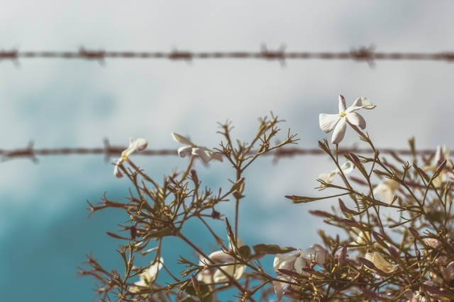 她的花並不沉重 白色恐怖中的女性書寫 胡淑雯 獨評讀好書 獨立評論