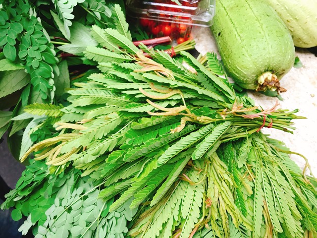 尋尋覓覓酸子藤 在台灣與東南亞植物相遇 胖胖樹王瑞閔 獨立評論