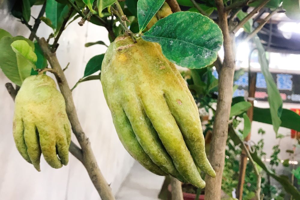 手捻り 佛手柑 菓子器 5代清風与平 工芸品