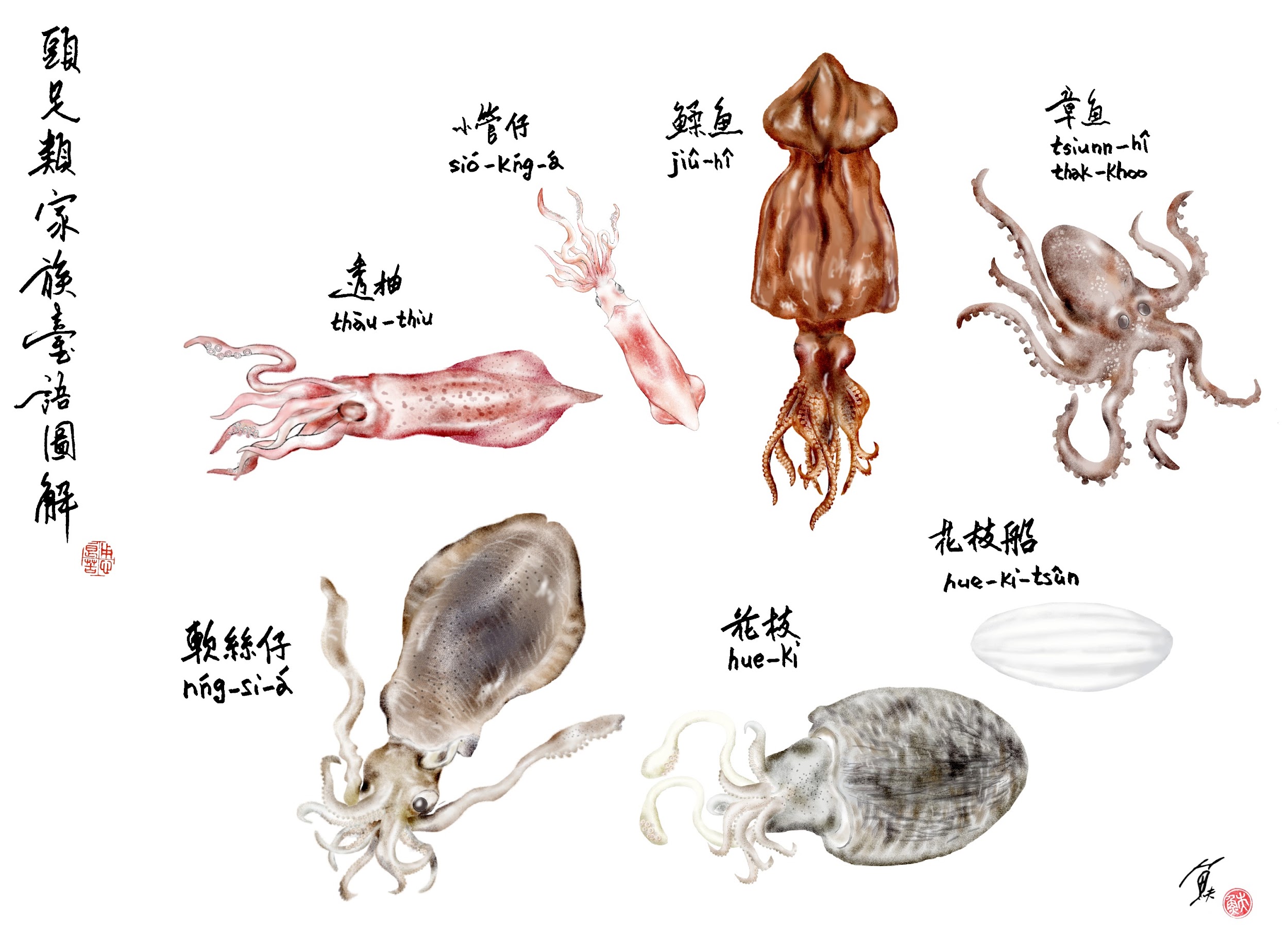 軟絲、花枝分不清?頭足類海產家族台語圖解 | 魚夫 / 魚腸劍譜 | 獨立評論