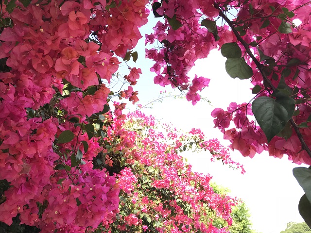 春遊賞花去 一株 網紅 九重葛 與每個人心中的那棵植物 Sheree Chuang Jun 幸福經濟學 獨立評論