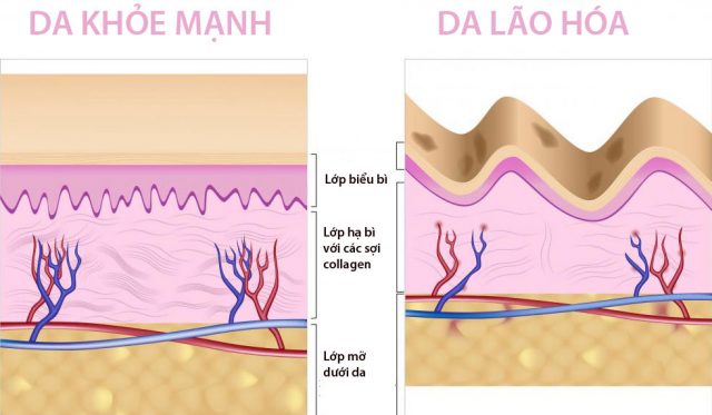 tác dụng của collagen