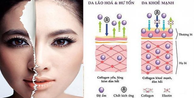 tác dụng của collagen