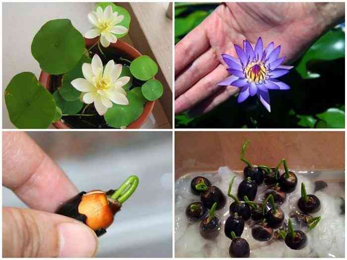 shop bán hạt giống: Xanhhat