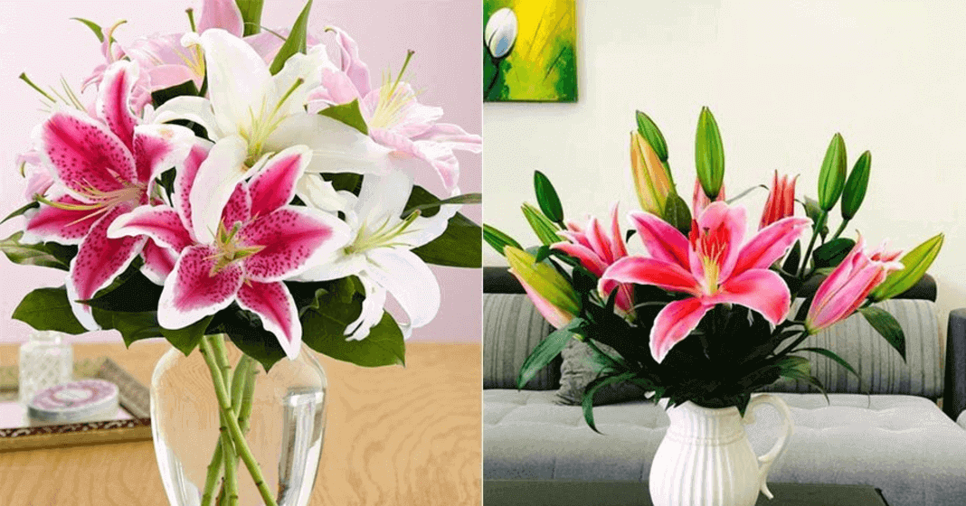 Vẽ hoa ly đơn giản đẹp trang trí bìa sổ - Go shopping happy