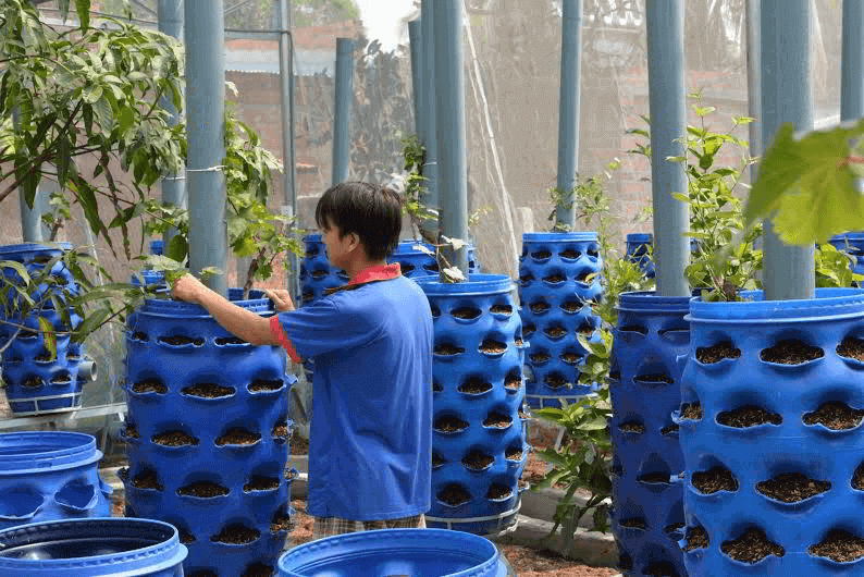 Cách làm tháp trồng rau bằng thùng phi