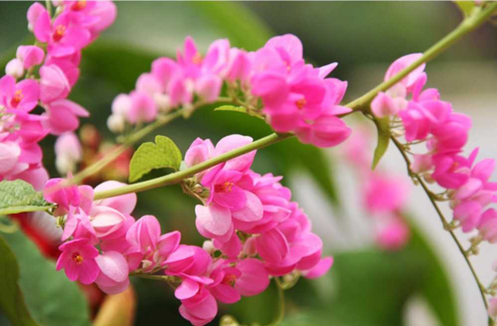 Nên trồng cây gì ở ban công? - Trồng cây hoa Tigon có khả năng sinh trưởng mạnh mẽ dưới thời tiết nắng nóng rất thích hợp cho trang trí ban công. 