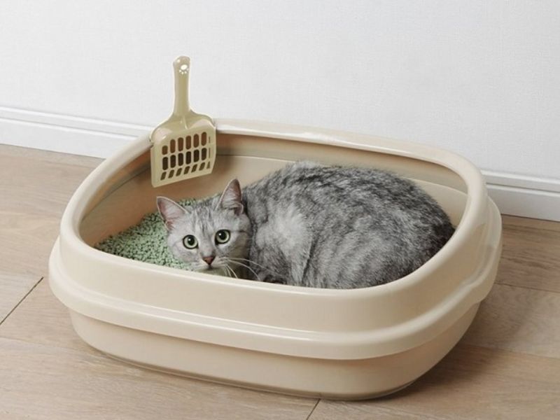 Khay vệ sinh tiện lợi cho mèo (Nguồn: Vuonpet.com)