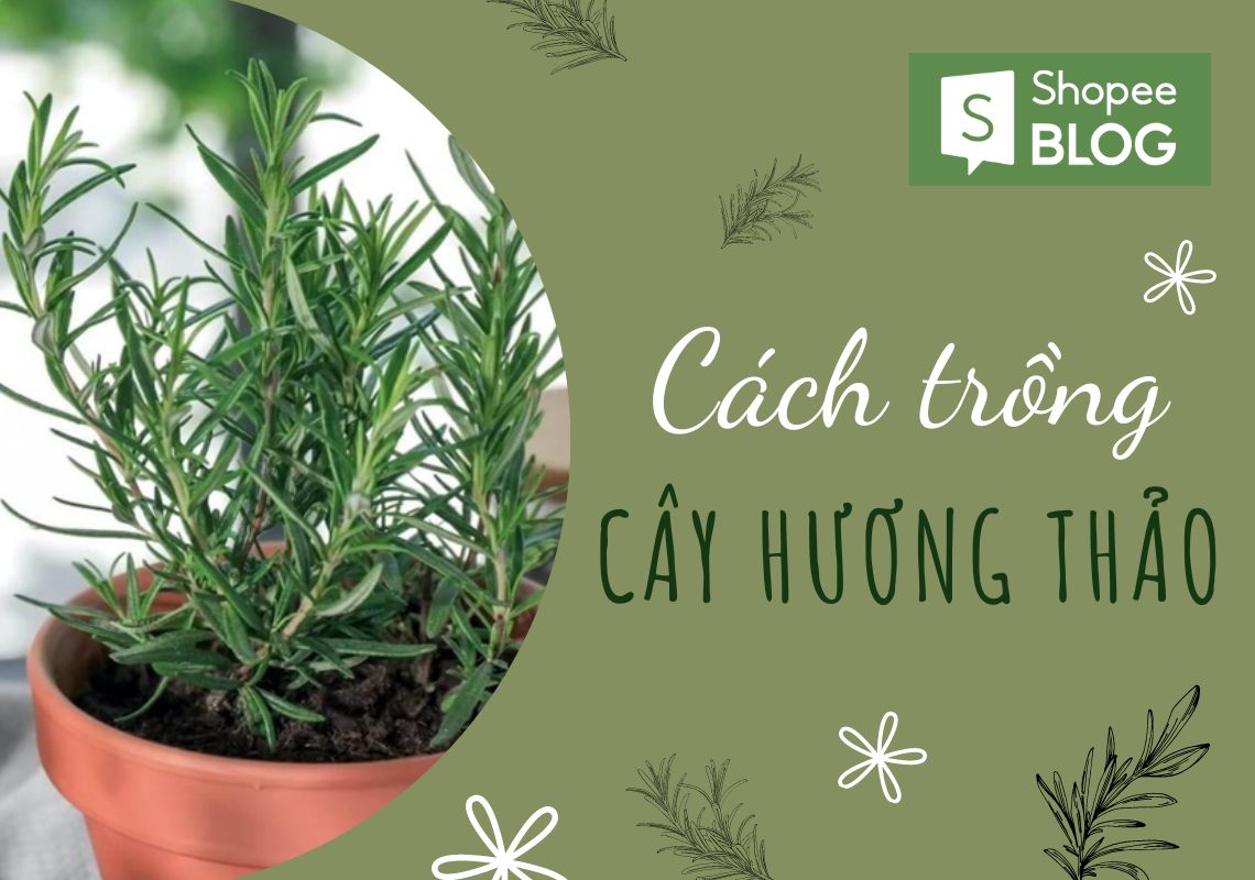 cách trồng cây hương thảo